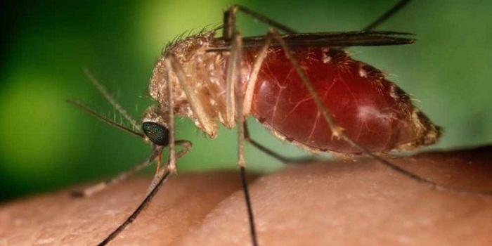 yes-you-have-a-good-reason-to-despise-mosquitoes