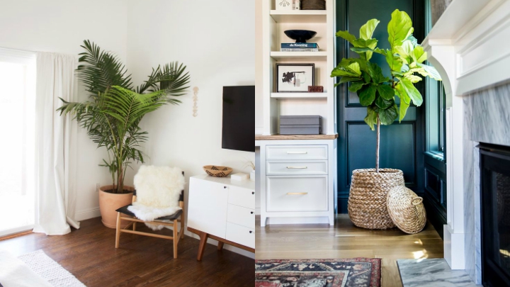 Ideas for decorating the living room with indoor plants