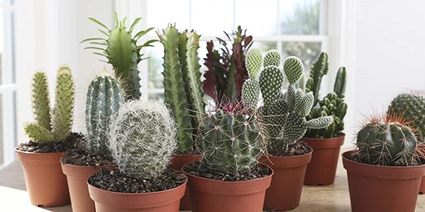 Small cactus centerpieces