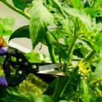 What is the best tool to prune tomato plants?