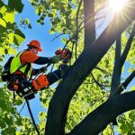 Boosting Curb Appeal with Tree Maintenance
